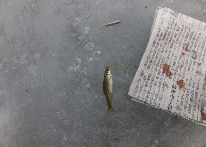 氷上釣りの釣果