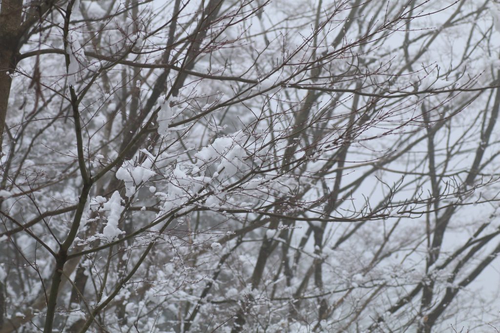 都民の森の木の雪