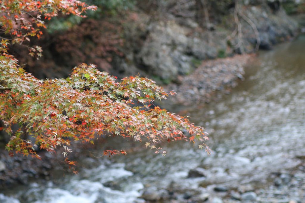 南秋川の紅葉（2020年11月）
