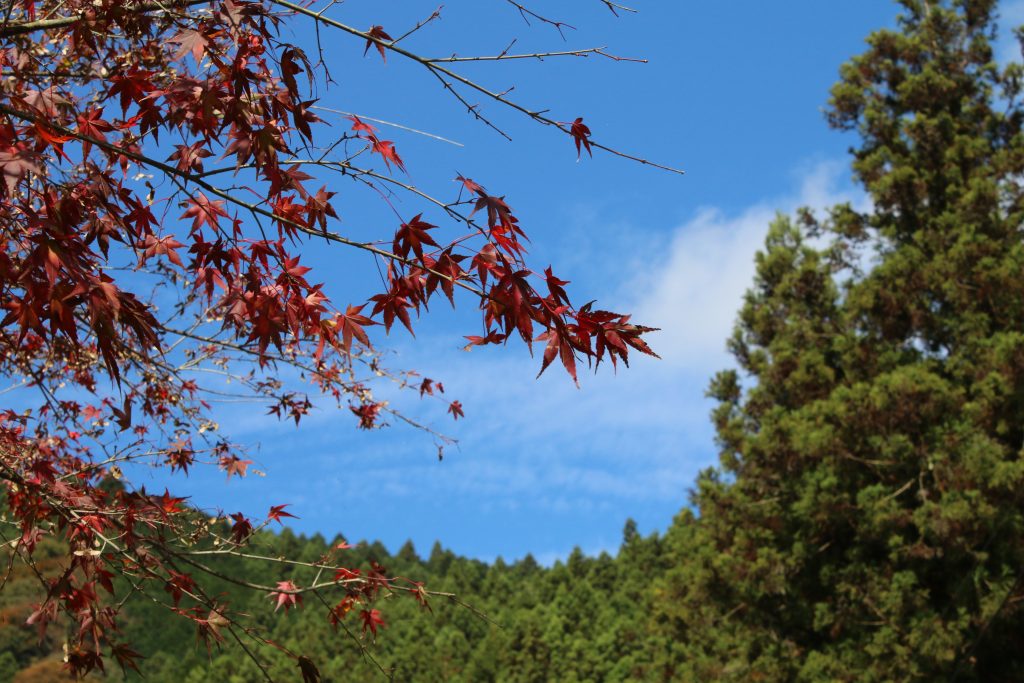 南秋川の紅葉と人工林（2020年11月）