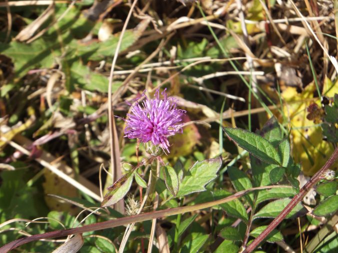 大室山のタムラソウ（2020年12月）