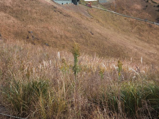 大室山のセイタカアワダチソウ（2020年12月）