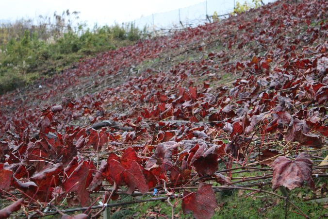 ブドウの紅葉（2020年11月）