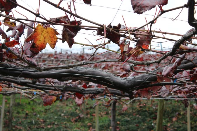 紅葉したブドウの棚の下から（2020年11月）