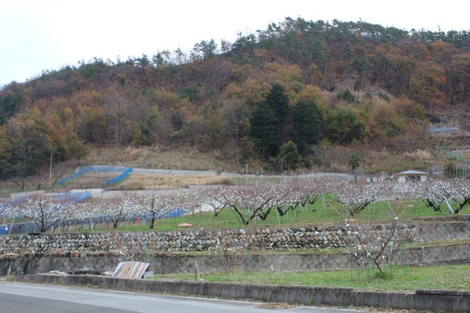 フルーツラインの桃畑（2020年11月）