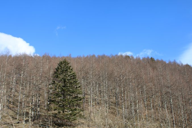 柳沢峠の木々（2020年12月）