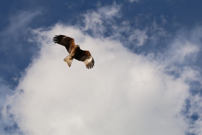 小河内ダムのトンビ（2020年12月）
