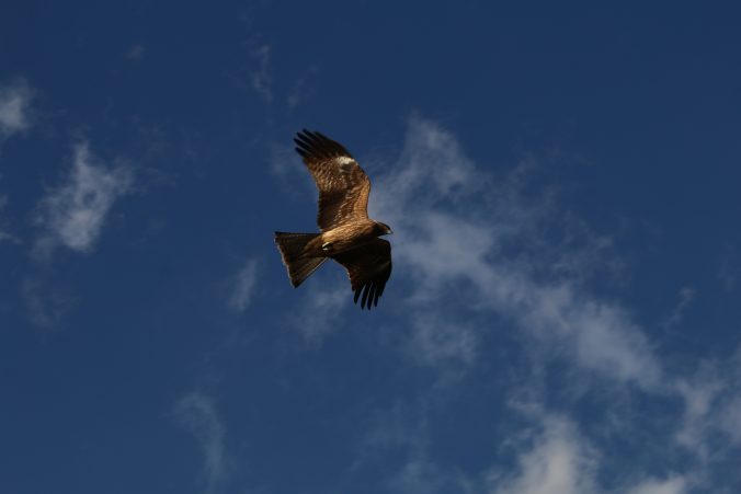 小河内ダムのトンビ（2020年12月）