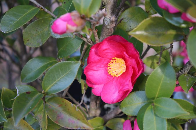 吉野川PAの寒椿（2020年12月）