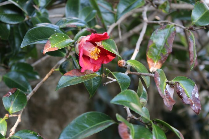 足摺岬のヤブツバキ（2020年12月）