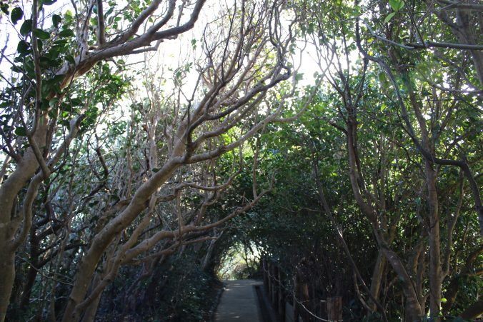 風に吹かれて傾いて育ったヤブツバキ（2020年12月）