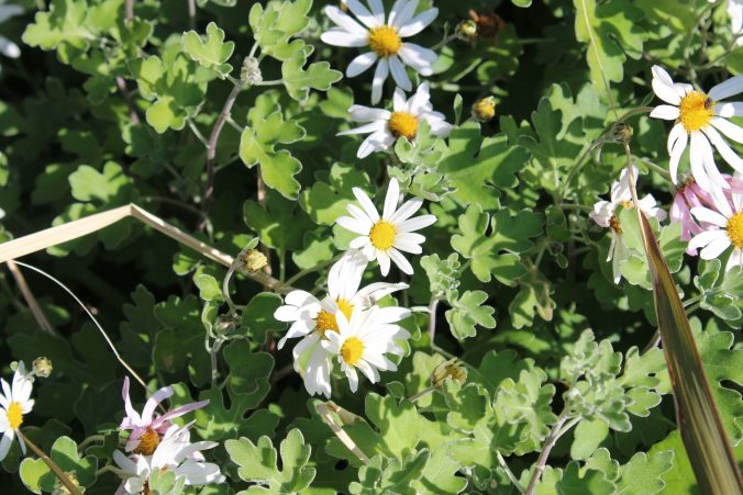 足摺野地菊（2020年12月）