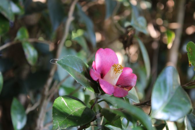 足摺岬のヤブツバキ変わり枝（2020年12月）