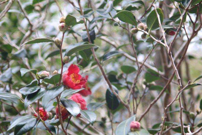 長沢ダムのヤブツバキ（2020年12月）