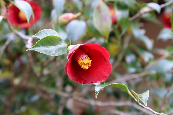 紺侘助＠小室山公園椿園（2021年3月）