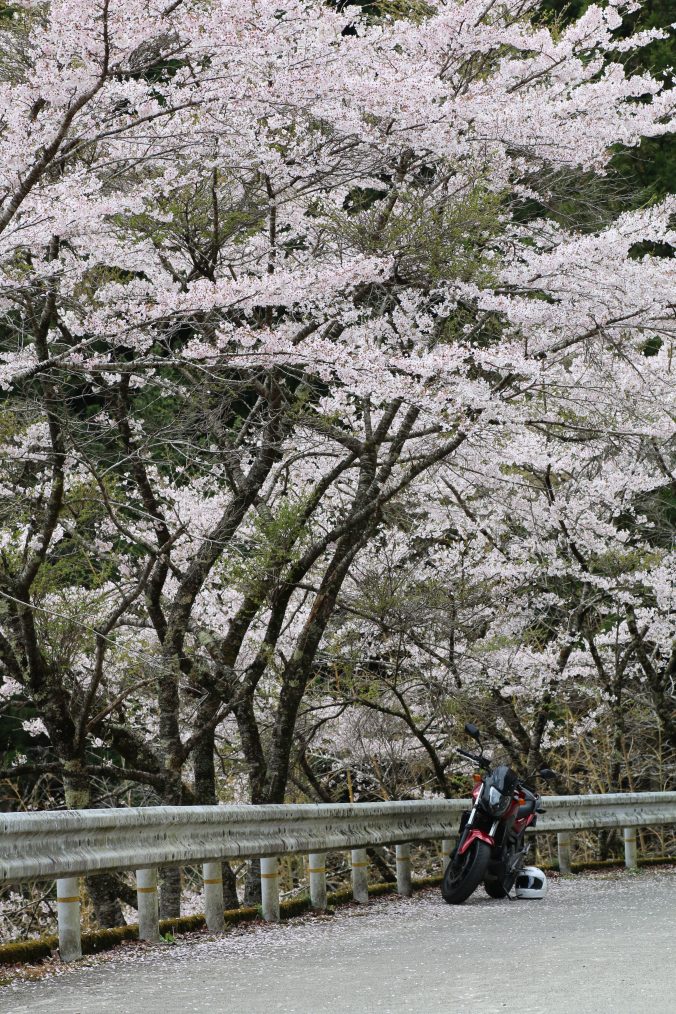 檜原村のヤマザクラ（2021年4月）