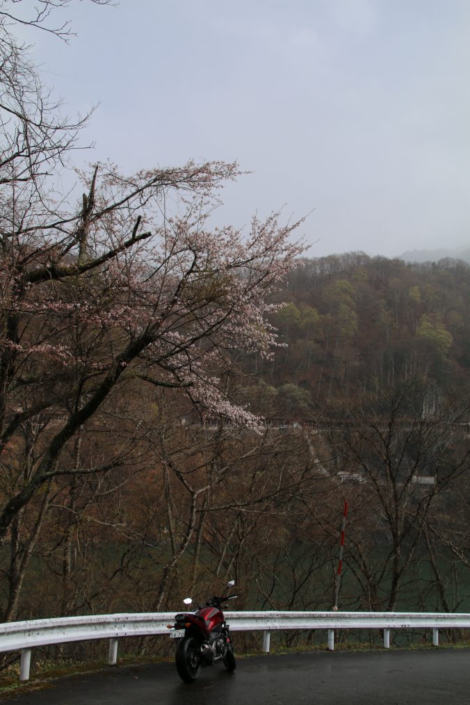 藤原ダムで山桜とNC750S（2021年4月）