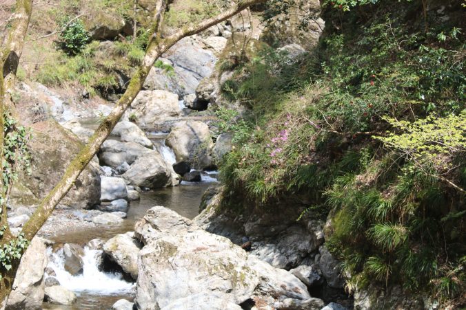 神戸岩駐車場からヤブツバキなど（2020年4月）