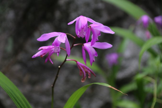 シランの花（2021年4月）