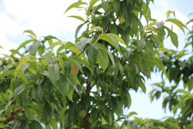 桃の若い実の写真（2021年5月）