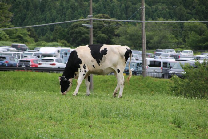 駐車場の前の牛（2021年6月）