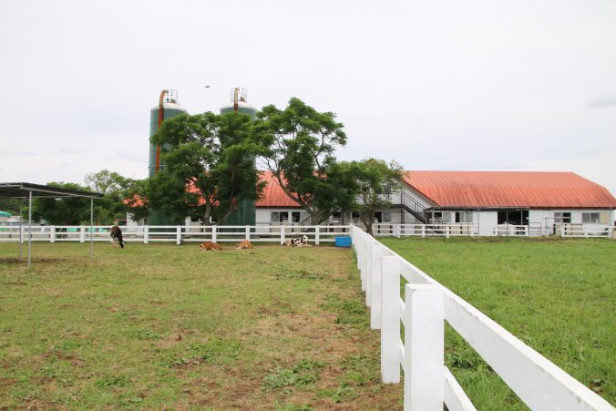 マザー牧場の牛舎（2021年6月）