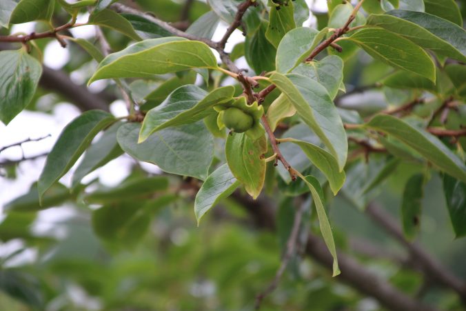 柿の若い実の写真（2021年6月）