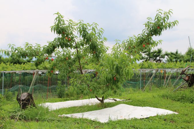 桃に日を当てるための工夫（2021年6月）