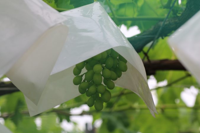 シャインマスカットの若い実（2021年6月）