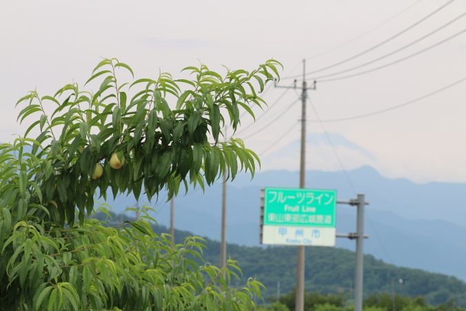 富士山をバックに桃の実（2021年6月）