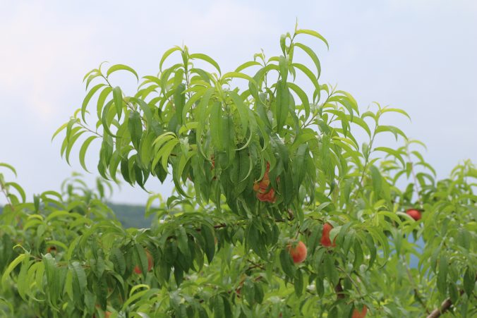 桃の実の写真（2021年6月）