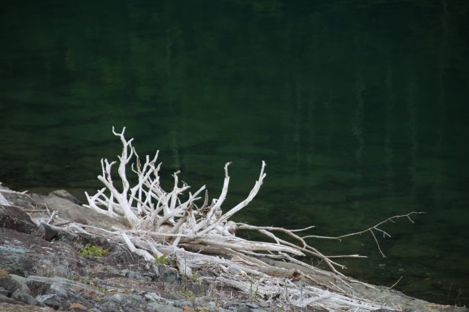 大菩薩湖の白化した流木（2021年6月）