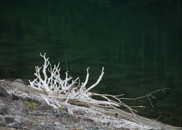 大菩薩湖の白化した流木（2021年6月）