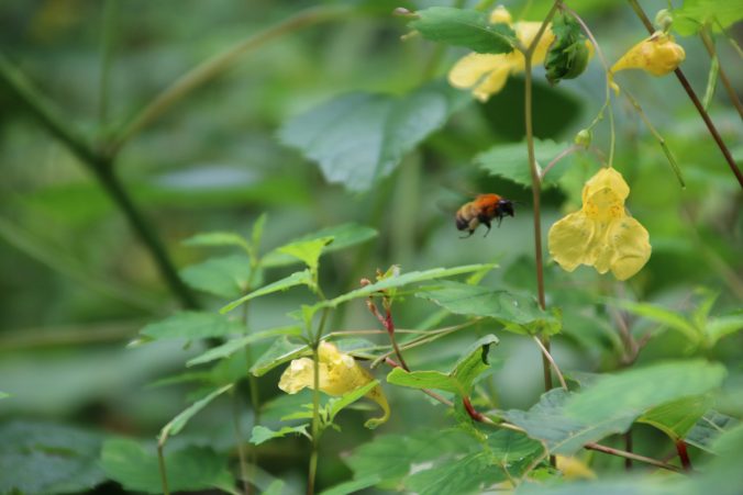 山野草とニホンミツバチ？（2021年7月）