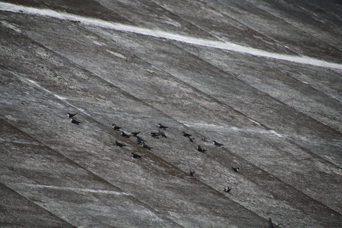 深城ダムのイワツバメ（2021年7月）