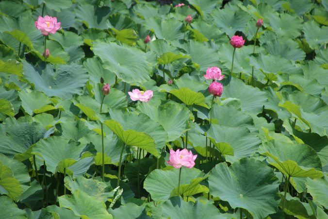 小田原城址公園のハス