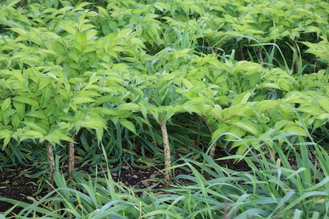 コンニャクの若株（2021年7月）