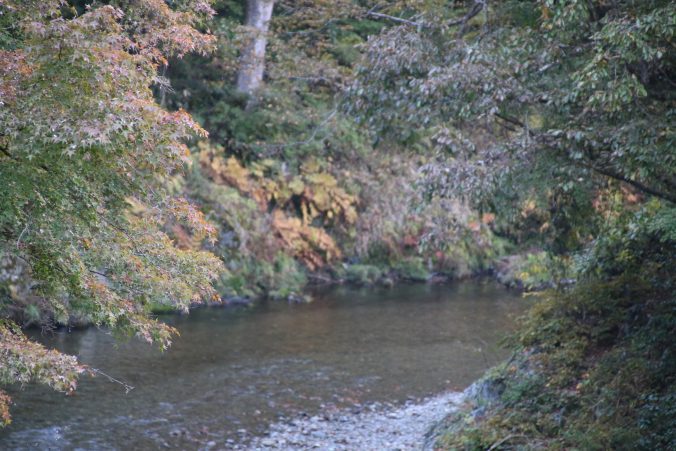 檜原村秋川とモミジ（2021年11月）