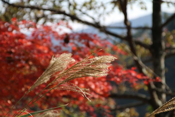 都民の森公園前のススキとモミジ（2021年11月）