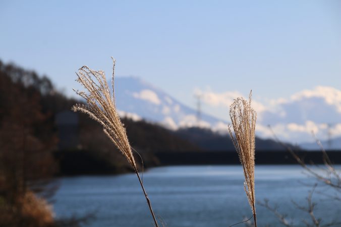 ススキ、大菩薩湖、富士山（2021年11月）
