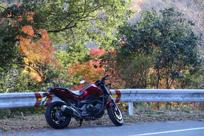 戸面原ダム西岸の紅葉（2021年12月）