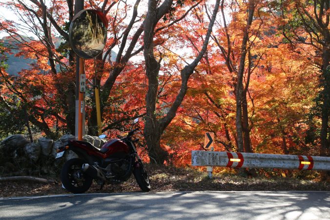 戸面原ダム西岸の紅葉（2021年12月）