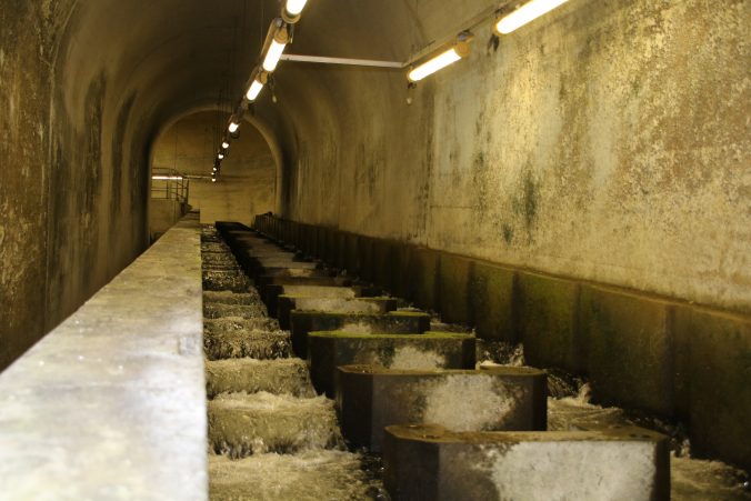 魚道を下流側から望む