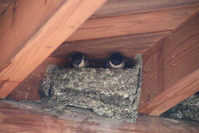 大きくなったイワツバメ
