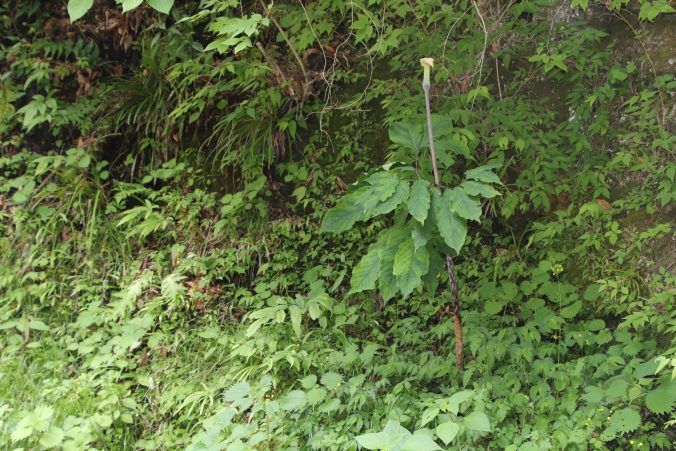 マムシグサのマムシ先生