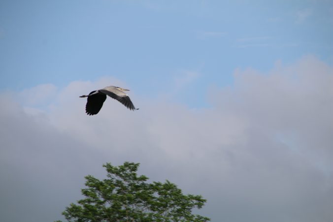 古谷ダムのアオサギ（2022年7月）