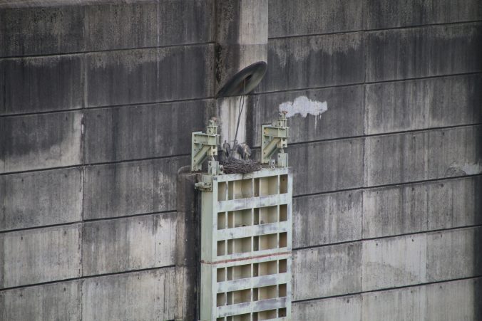 古谷ダムゲートのアオサギの巣（2022年7月）