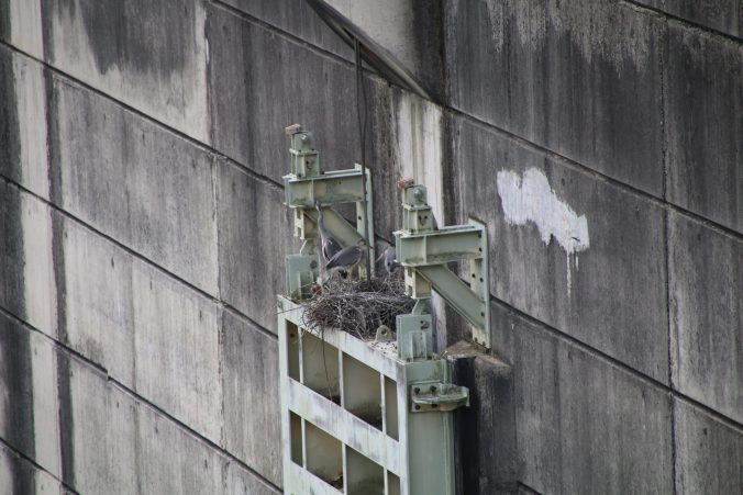 古谷ダムゲートのアオサギの巣ー国道から（2022年7月）