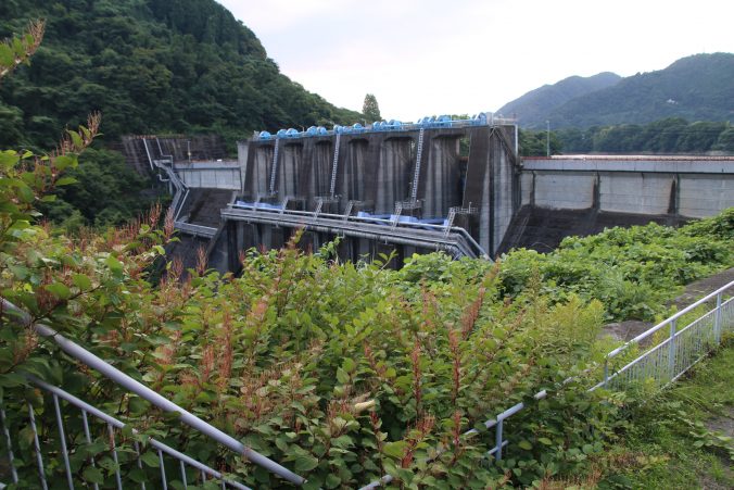 イタドリの花と城山ダム（2022年7月）