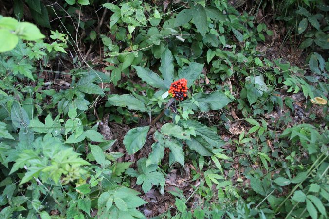 マムシグサ（2022年7月）